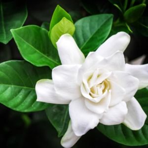 Meet your Posher, Sandy